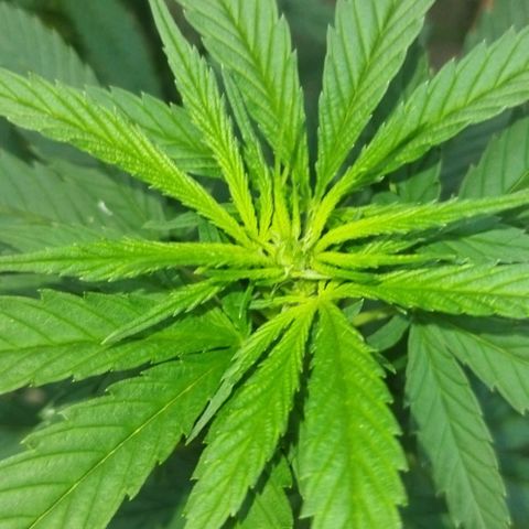 Special kush 1  growlog timeline photo