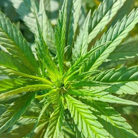 Special kush 1  growlog timeline photo