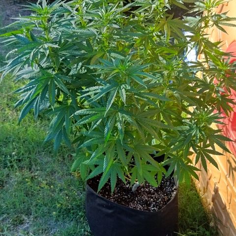 Special kush 1  growlog timeline photo