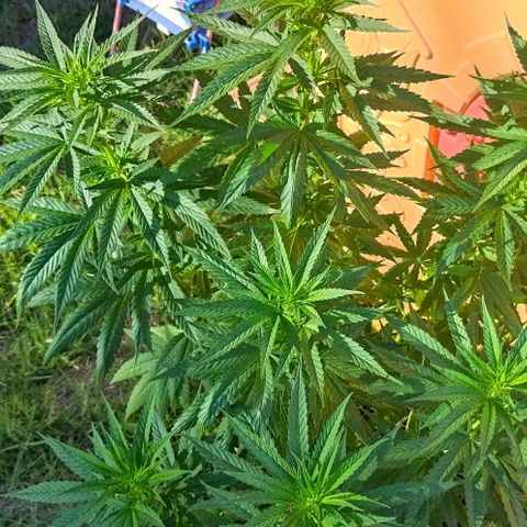 Special kush 1  growlog timeline photo
