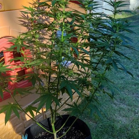 Special kush 1  growlog timeline photo