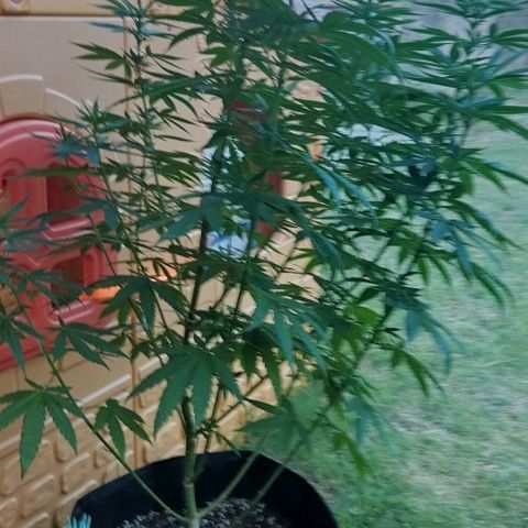 Special kush 1  growlog timeline photo