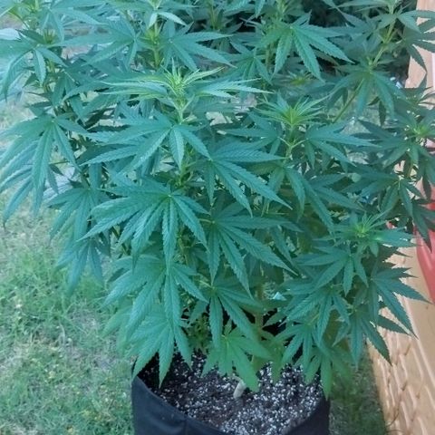 Special kush 1  growlog timeline photo
