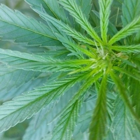 Special kush 1  growlog timeline photo