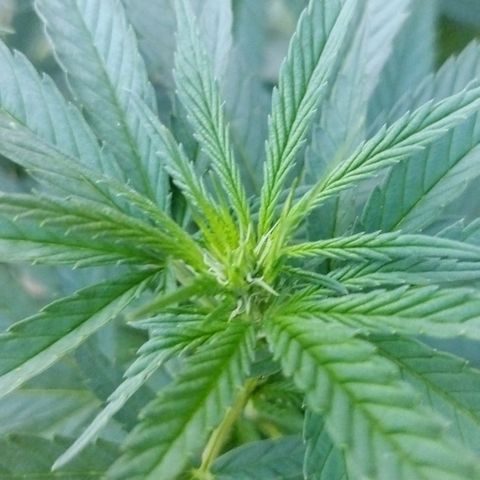 Special kush 1  growlog timeline photo