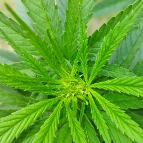 Special kush 1  growlog timeline photo