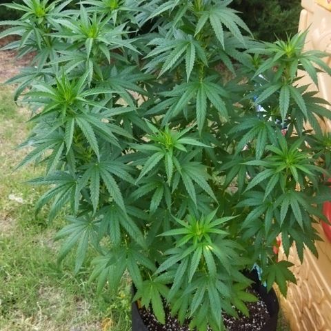 Special kush 1  growlog timeline photo