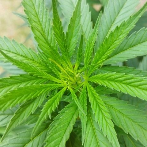 Special kush 1  growlog timeline photo
