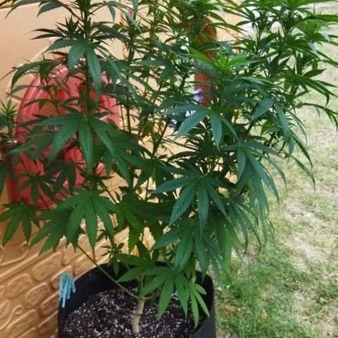 Special kush 1  growlog timeline photo