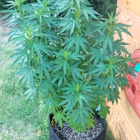 Special kush 1  growlog timeline photo