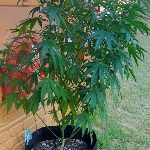 Special kush 1  growlog timeline photo