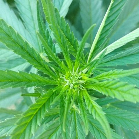 Special kush 1  growlog timeline photo