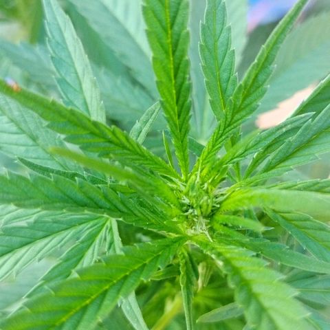 Special kush 1  growlog timeline photo