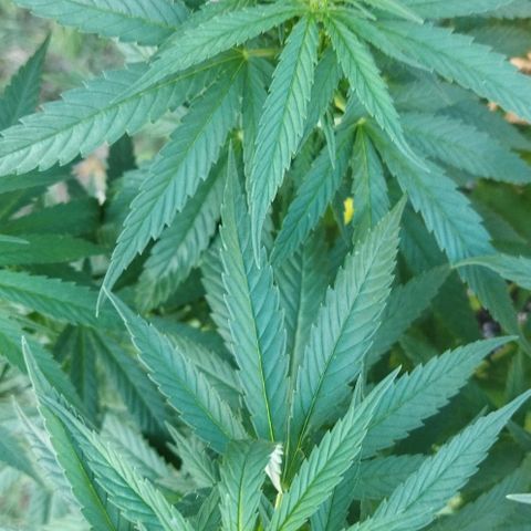 Special kush 1  growlog timeline photo