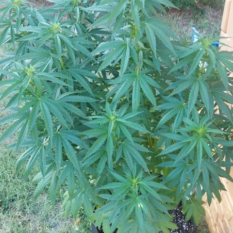 Special kush 1  growlog timeline photo