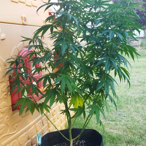 Special kush 1  growlog timeline photo