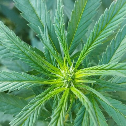 Special kush 1  growlog timeline photo