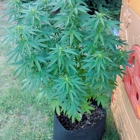 Special kush 1  growlog timeline photo