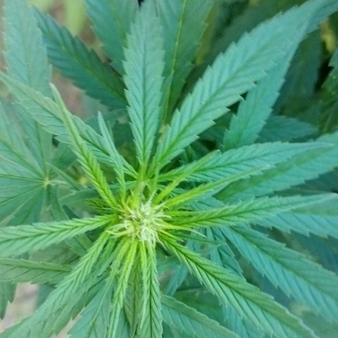 Special kush 1  growlog timeline photo