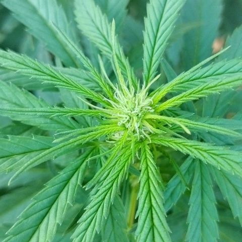 Special kush 1  growlog timeline photo