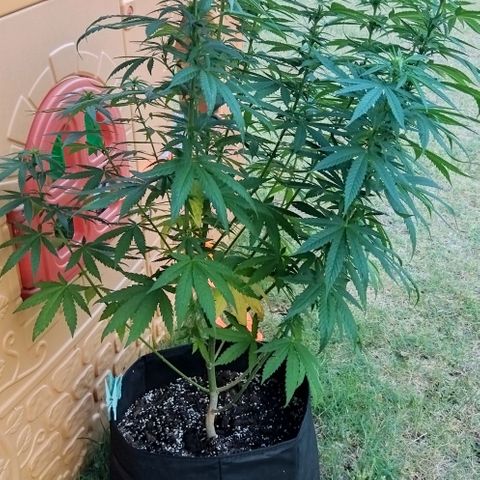 Special kush 1  growlog timeline photo