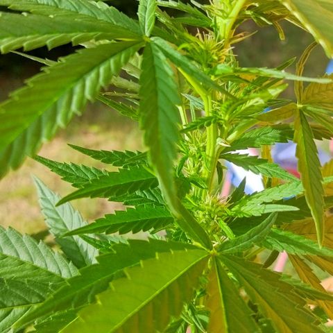 Special kush 1  growlog timeline photo