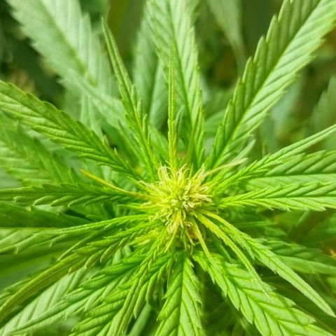 Special kush 1  growlog timeline photo