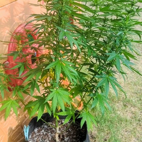 Special kush 1  growlog timeline photo