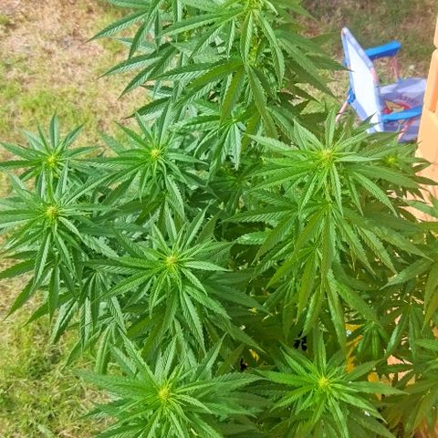 Special kush 1  growlog timeline photo