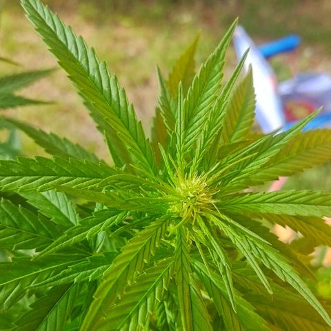 Special kush 1  growlog timeline photo