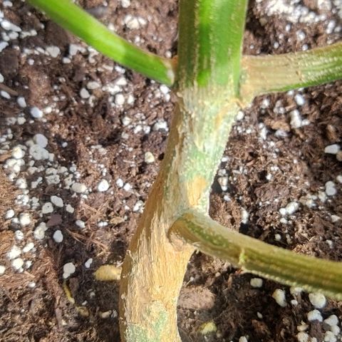 Special kush 1  growlog timeline photo