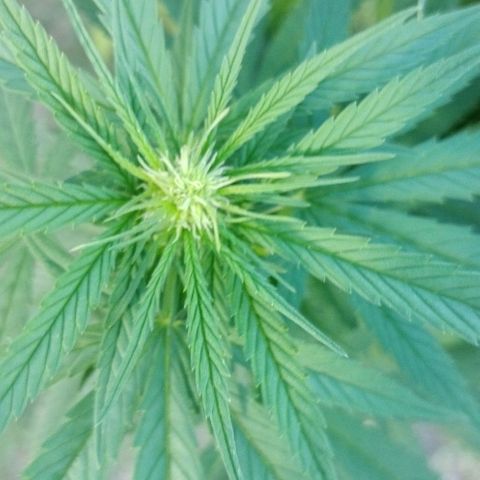 Special kush 1  growlog timeline photo