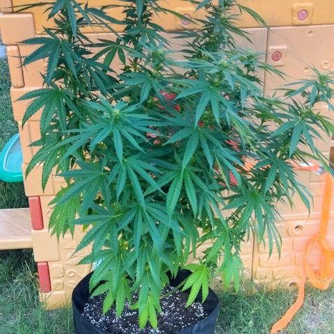 Special kush 1  growlog timeline photo