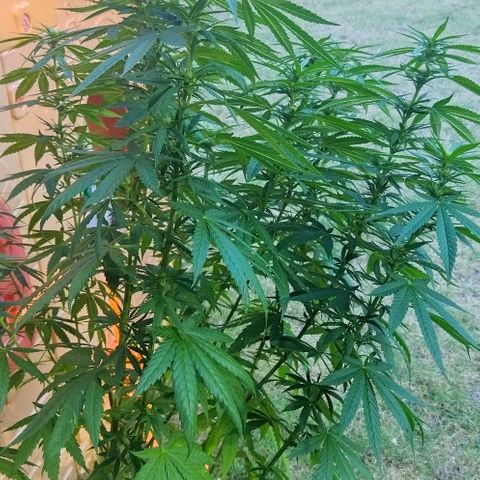 Special kush 1  growlog timeline photo