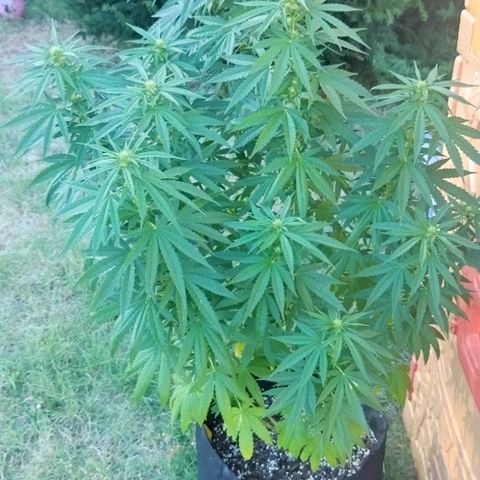 Special kush 1  growlog timeline photo