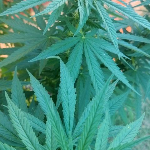 Special kush 1  growlog timeline photo
