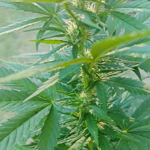 Special kush 1  growlog timeline photo