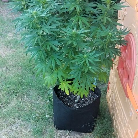 Special kush 1  growlog timeline photo