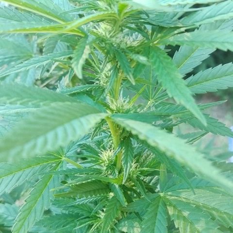 Special kush 1  growlog timeline photo