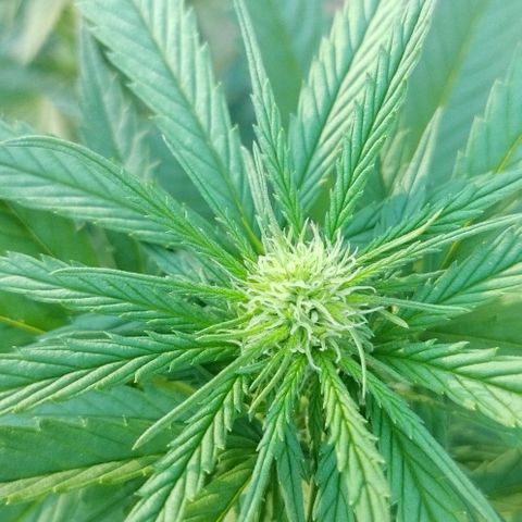 Special kush 1  growlog timeline photo