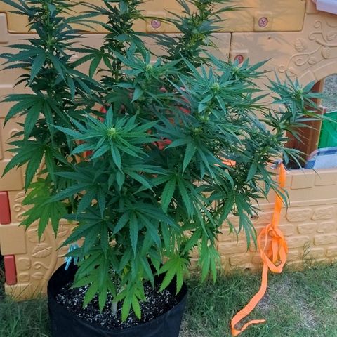 Special kush 1  growlog timeline photo