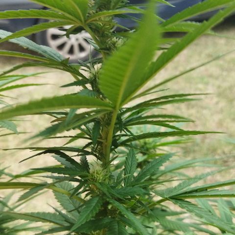 Special kush 1  growlog timeline photo