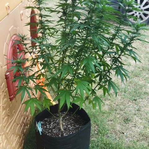 Special kush 1  growlog timeline photo