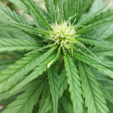 Special kush 1  growlog timeline photo