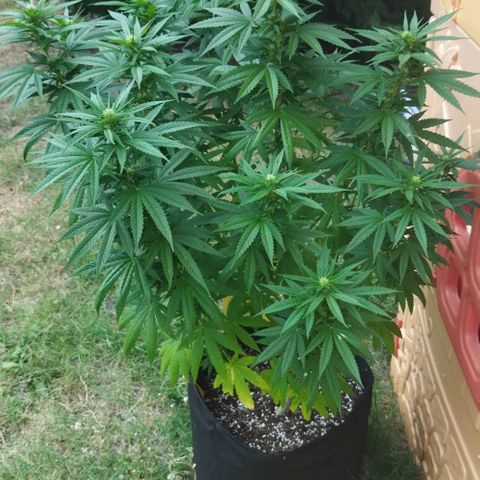 Special kush 1  growlog timeline photo