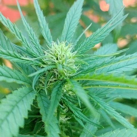 Special kush 1  growlog timeline photo