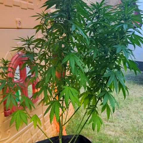 Special kush 1  growlog timeline photo