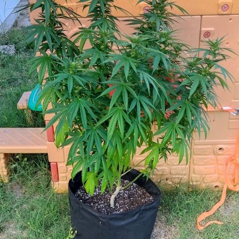 Special kush 1  growlog timeline photo
