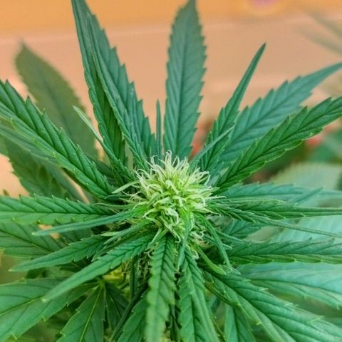 Special kush 1  growlog timeline photo