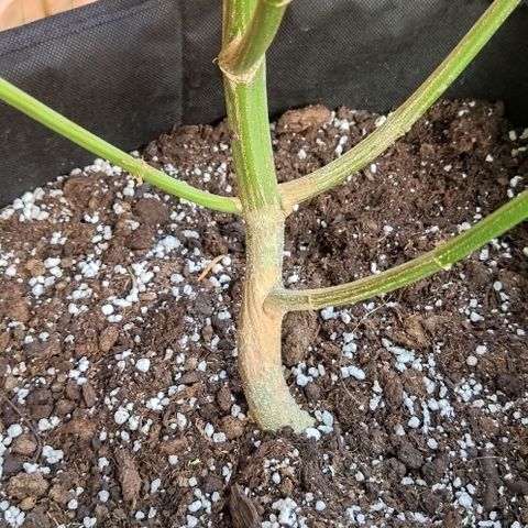 Special kush 1  growlog timeline photo